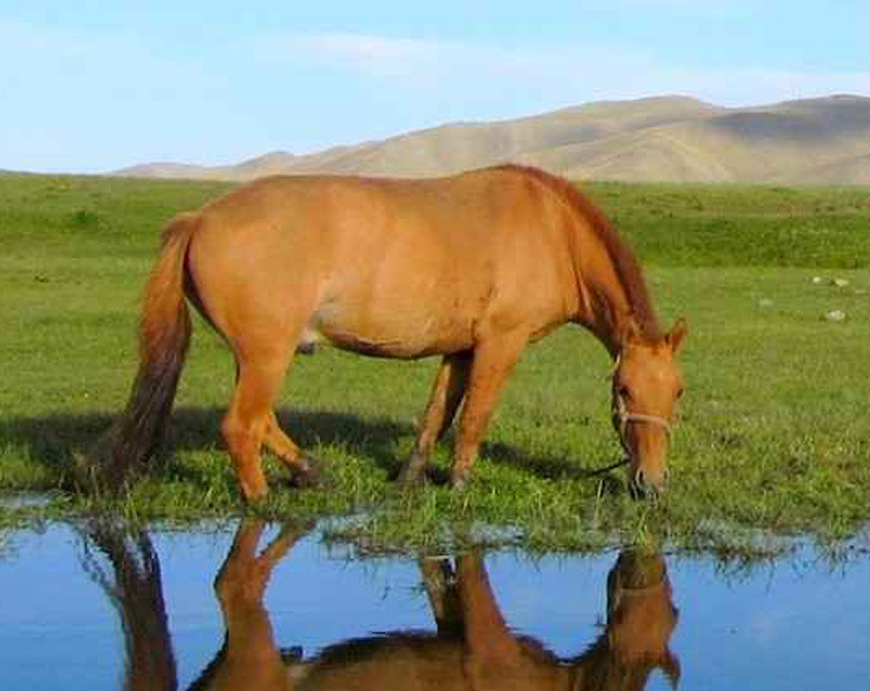 Voyages et randonnées à cheval en Mongolie