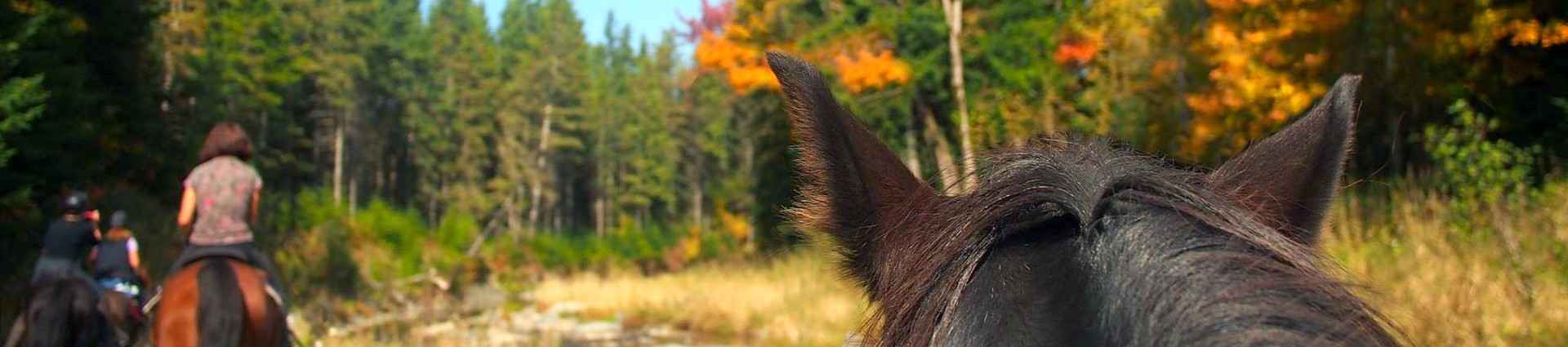 Voyages et randonnées à cheval au Canada