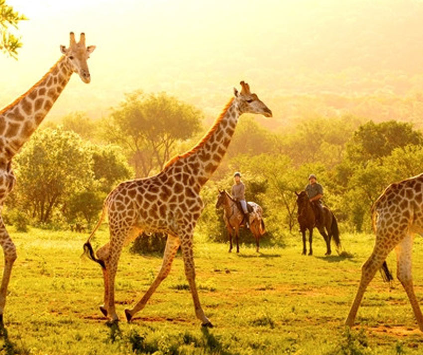 Safari à cheval en Afrique du Sud