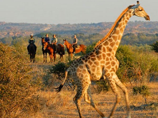 Safari à cheval en Afrique du Sud
