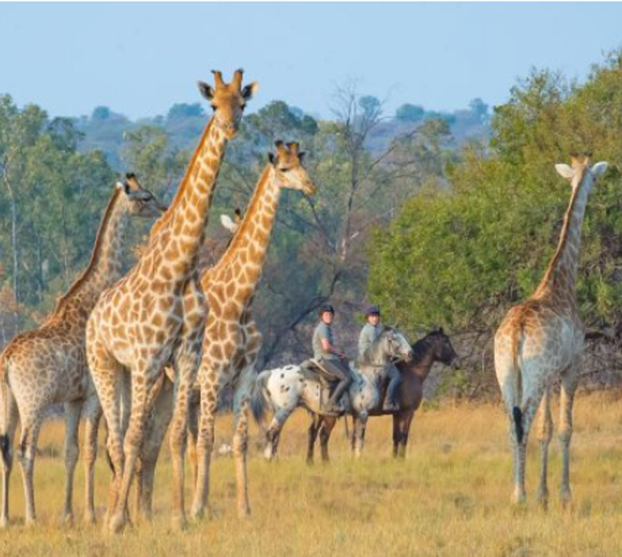 Safari à cheval : Afrique du Sud, Namibie, Tanzanie, Botswana, Sénégal...