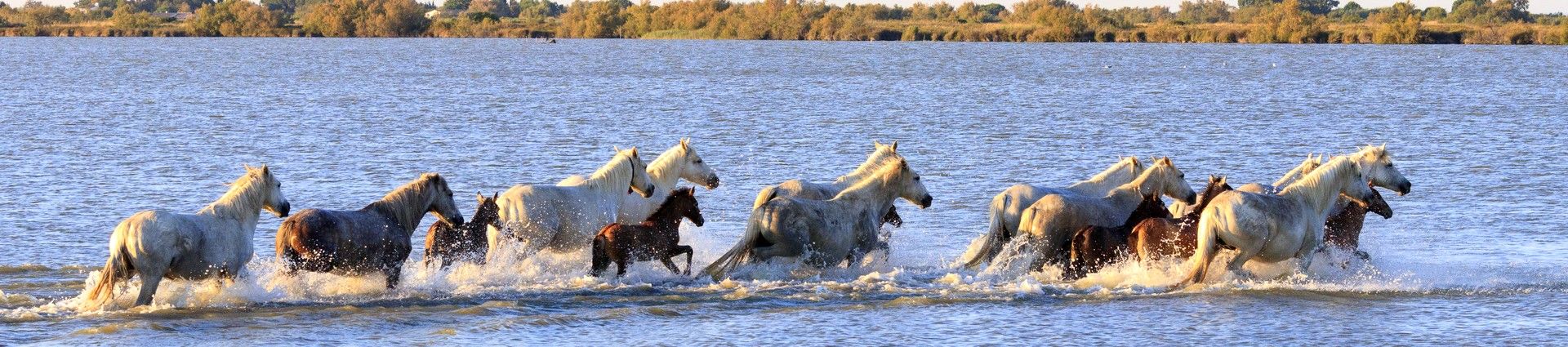 Séjours équestres en Camargue