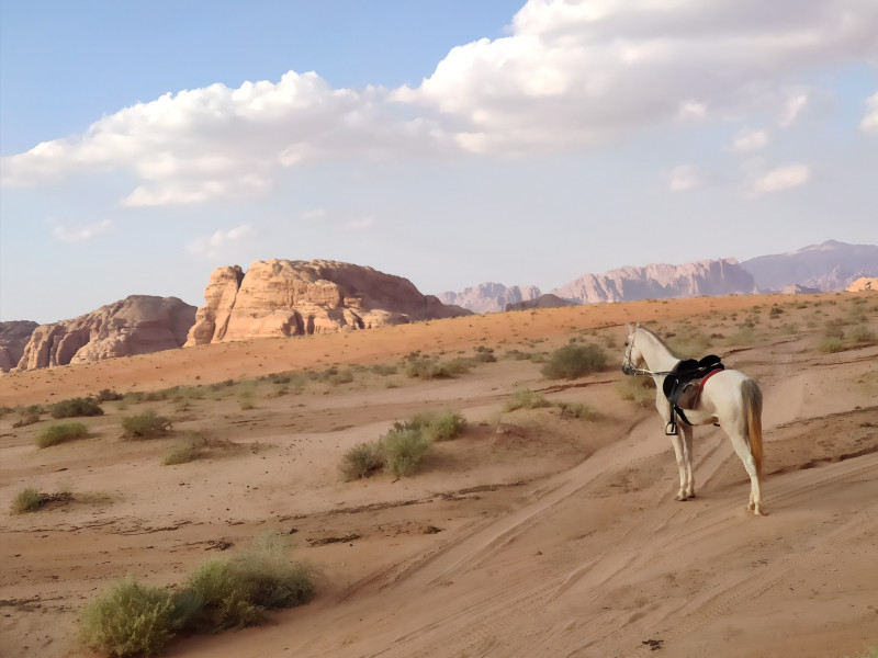 Avis de Martin  - Voyage en Jordanie