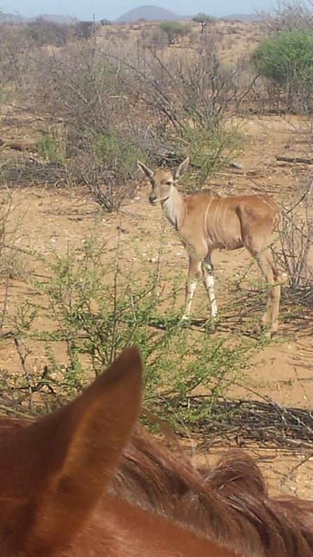 Antilope !