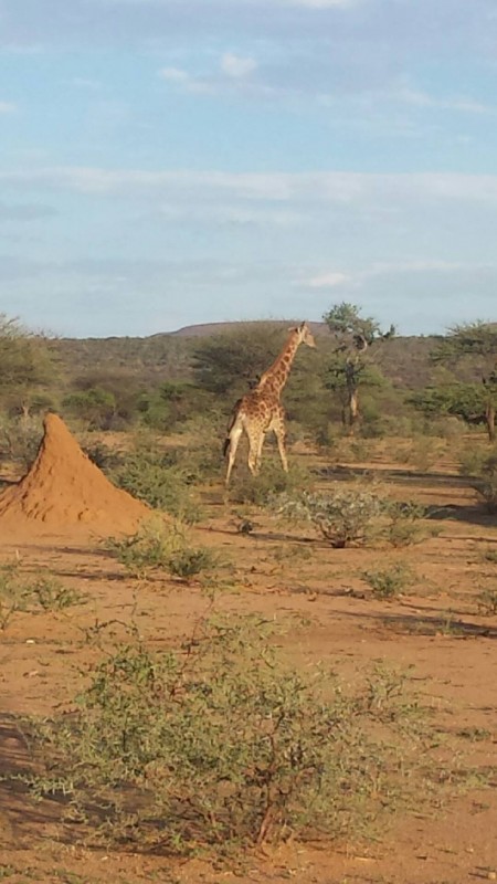 Girafe !