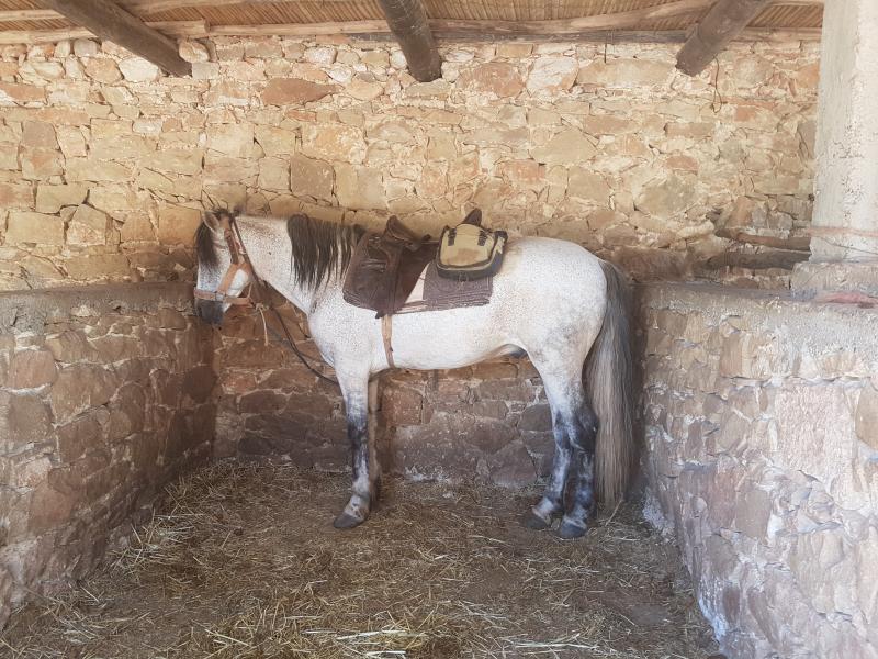 Mon cheval