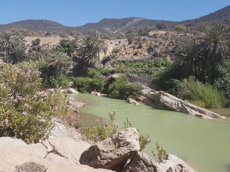 Oasis