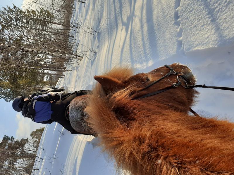 Balade dans la neige avec les chevaux islandais Balade dans la neige avec les chevaux islandais
