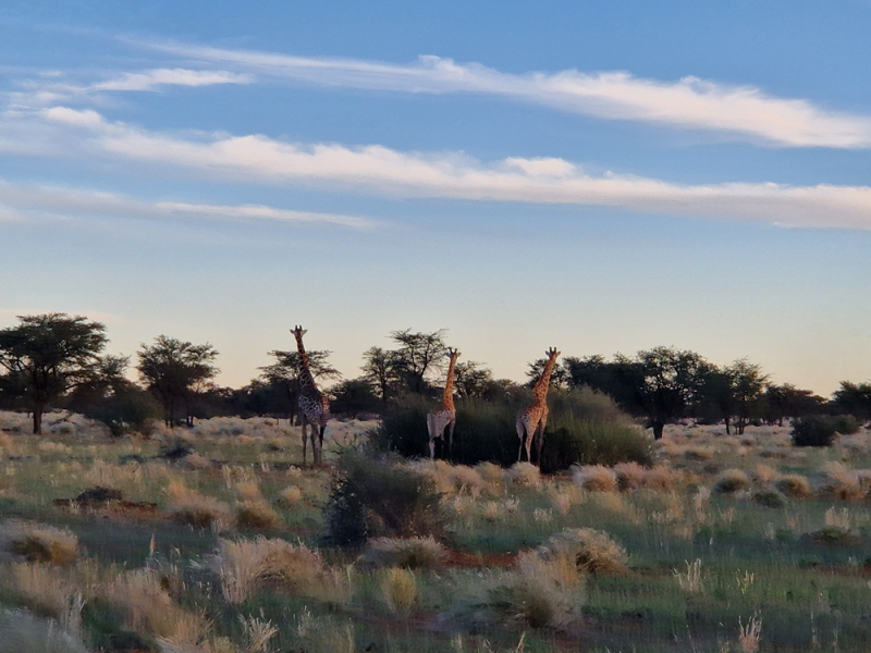 Avis de Lise  - Voyage en Namibie