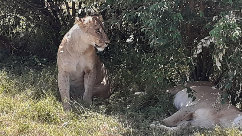 Avis de Philippe lefebvre - Voyage en Kenya