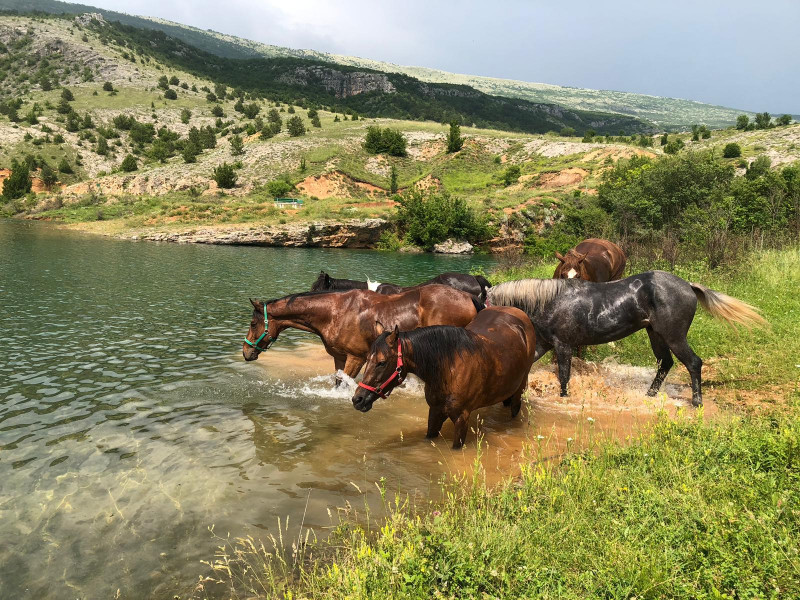 Avis de Dume  - Voyage en Croatie