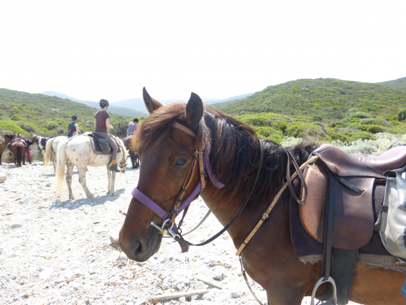 Avis de Isa - Voyage en Corse