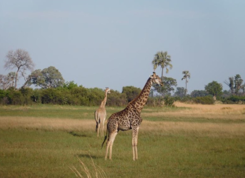 Avis de MARTINE - Voyage en Botswana