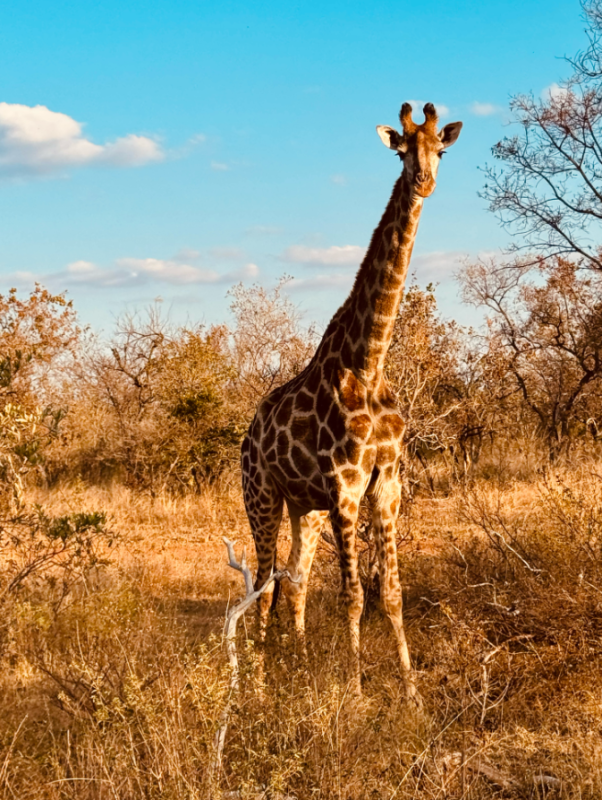 Avis de Sarah - Voyage en Afrique du Sud