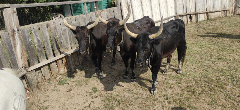 Avis de Marie Caroline V. - Voyage en Camargue - Languedoc