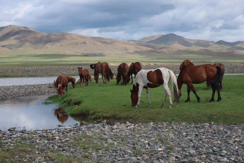 Avis de Dorotka OGIER - Voyage en Mongolie