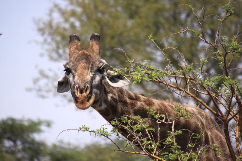 Avis de Ludo G - Voyage en Zimbabwe
