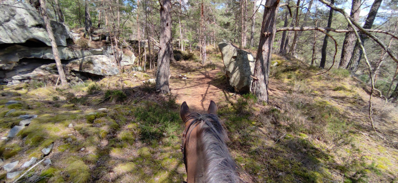 Balades à cheval accompagnées - Fontainebleau Tourisme - Fontainebleau  Tourisme