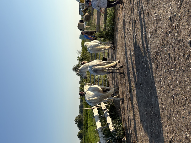 Avis de SALON - Voyage en Camargue - Languedoc