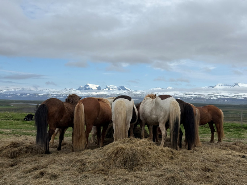 Avis de Emilie - Voyage en Islande