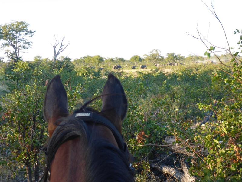 Avis de Bénédicte - Voyage en Botswana