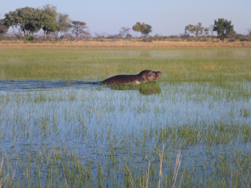 Avis de ANNE TAUPIN - Voyage en Botswana