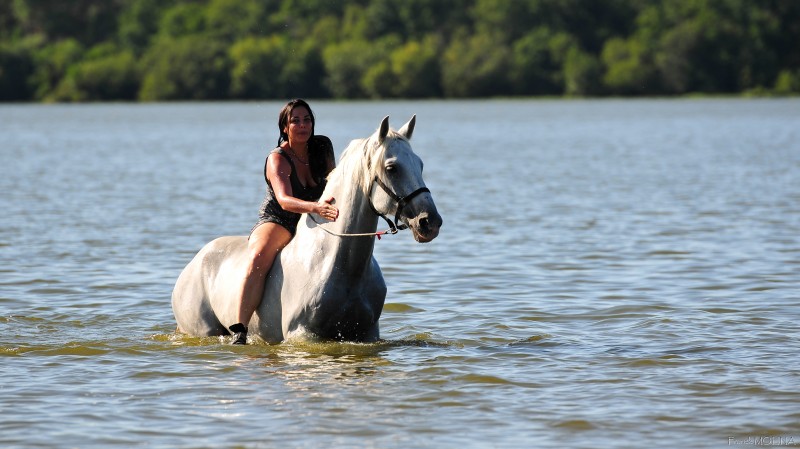 Avis de Maurine, IDF