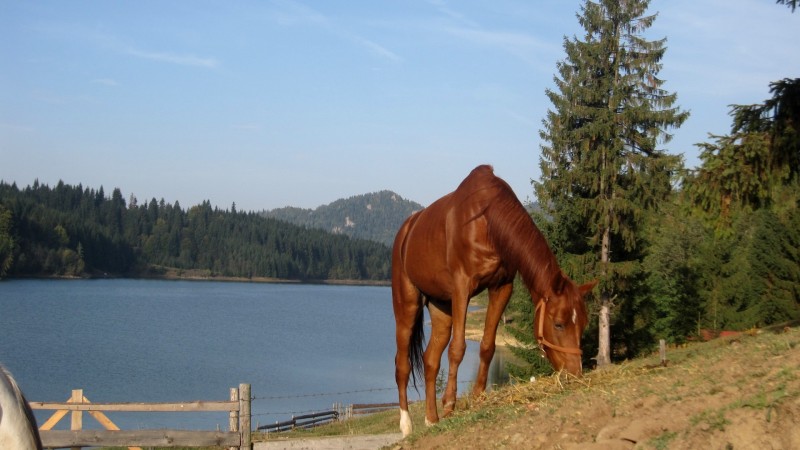 Avis de Laure, Haute Savoie - Voyage en Roumanie