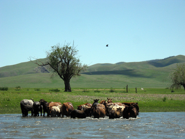 Avis de Me Lefe - Voyage en Mongolie