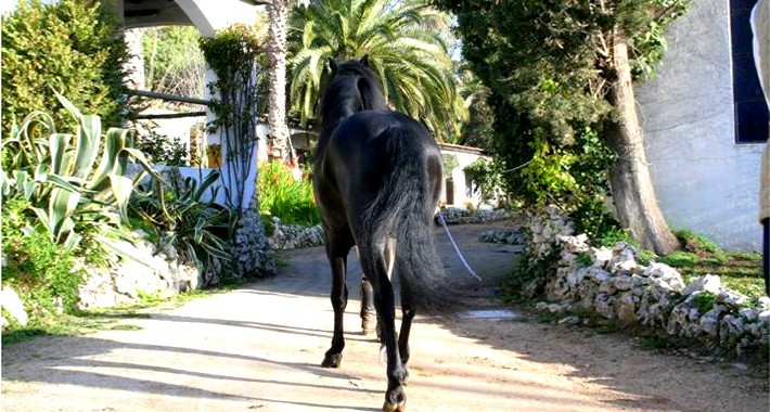 Avis de Berenice, Côte d