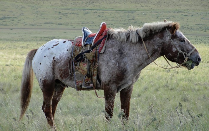 Avis de Joséphine, Chasselay 
