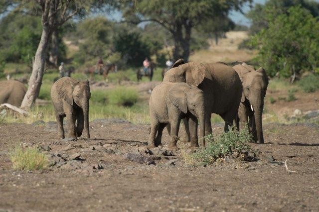 Avis de Fabienne F. - Voyage en Botswana