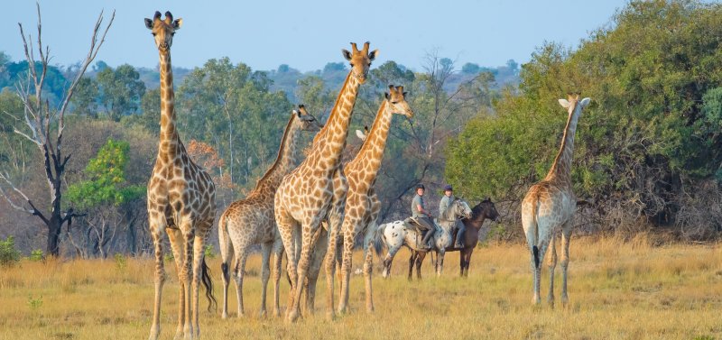 Jour 8. Safari à cheval au Botswana 