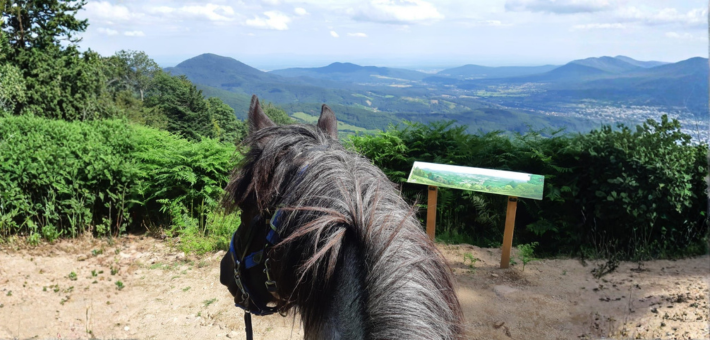 Randonnée équestre tous niveaux au cœur des vallées et massifs vosgiens - Caval&go