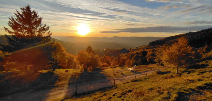 Randonnée équestre tous niveaux au cœur des vallées et massifs vosgiens - Caval&go