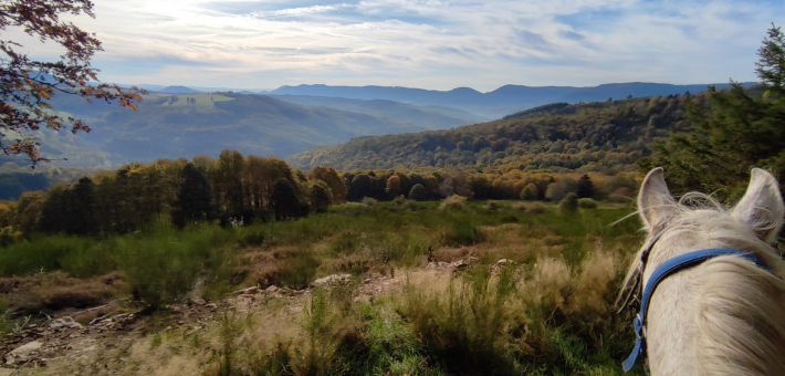 Randonnée équestre tous niveaux au cœur des vallées et massifs vosgiens - Caval&go