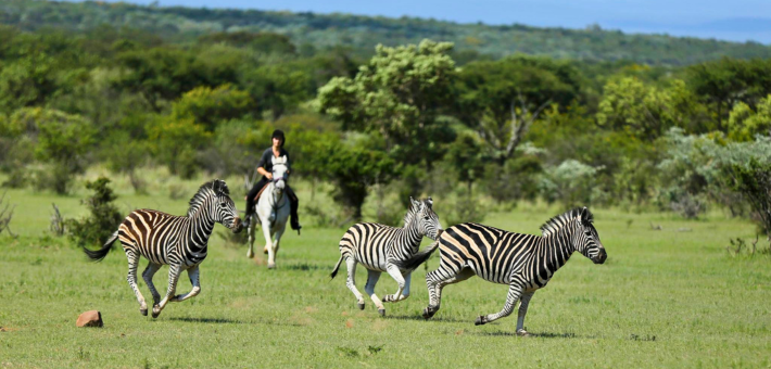 Safari équestre pour cavaliers confirmés dans une réserve privée en Afrique du Sud - Caval&go