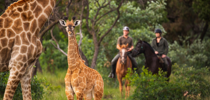 Safari équestre pour cavaliers confirmés dans une réserve privée en Afrique du Sud - Caval&go