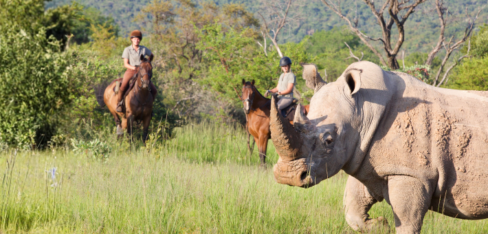 Safari équestre pour cavaliers confirmés dans une réserve privée en Afrique du Sud - Caval&go