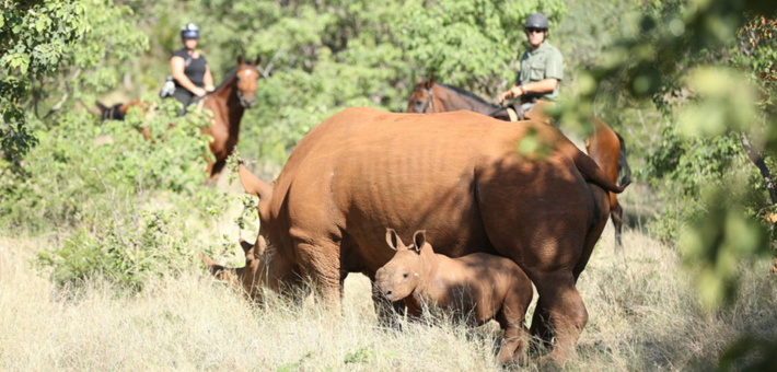 Safari à cheval à la découverte de deux réserves et observation des Big 5 en Afrique du Sud - Caval&go
