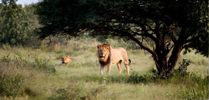 Safari à cheval à la découverte de deux réserves et observation des Big 5 en Afrique du Sud - Caval&go