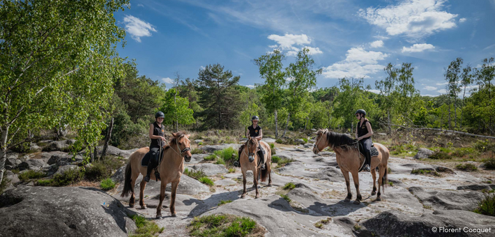 Week-end équestre de charme et découverte du cheval Henson en forêt de Fontainebleau - Caval&go