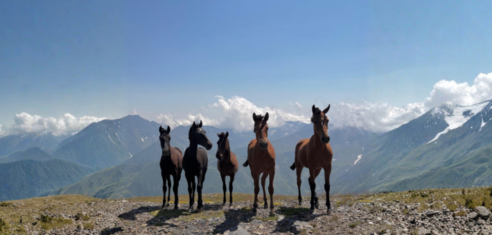 Randonnée équestre en Géorgie : à la découverte de la Touchétie, entre montagnes et authenticité - Caval&go