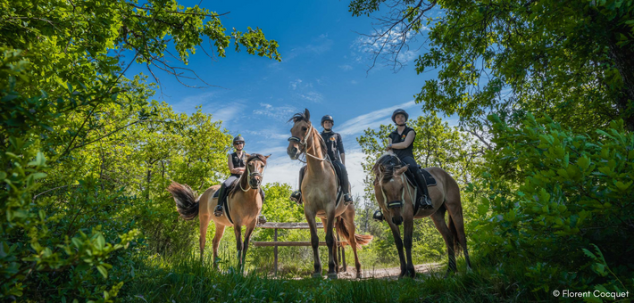 Week-end équestre de charme et découverte du cheval Henson en forêt de Fontainebleau - Caval&go