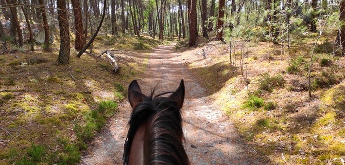 Jour 1. Arrivée - Balade à cheval en forêt de Fontainebleau