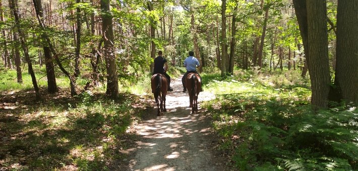 Jour 2. Balade à cheval en forêt de Fontainebleau - Départ