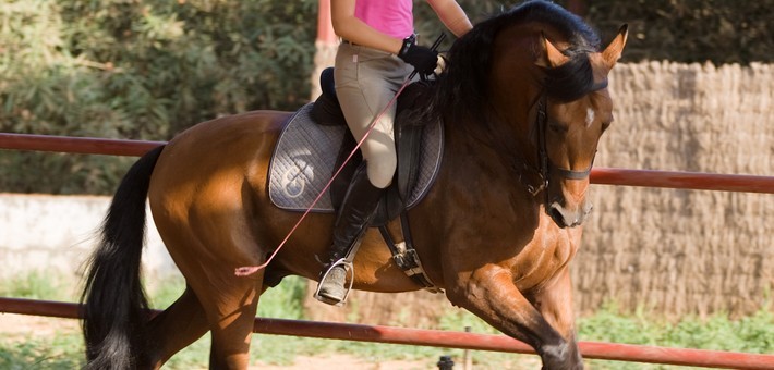 Jour 2. Lundi. Stage de dressage 