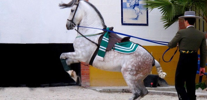 Jour 4. Mercredi. Stage de dressage 