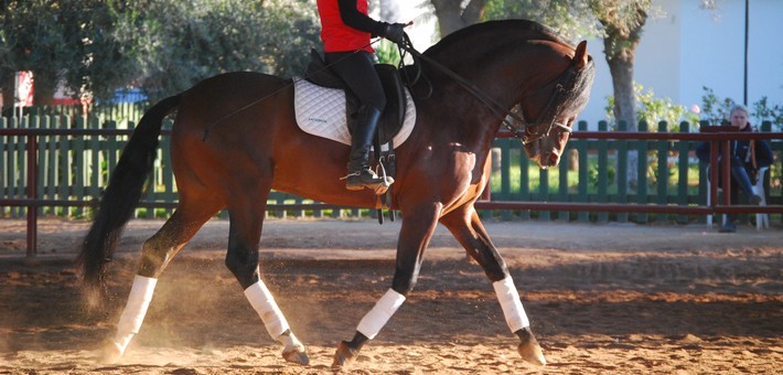 Jour 2. Lundi. Stage de dressage ou randonnée équestre