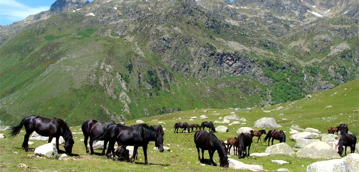 Jour 6. Randonnée équestre dans les montagnes des Pyrénées